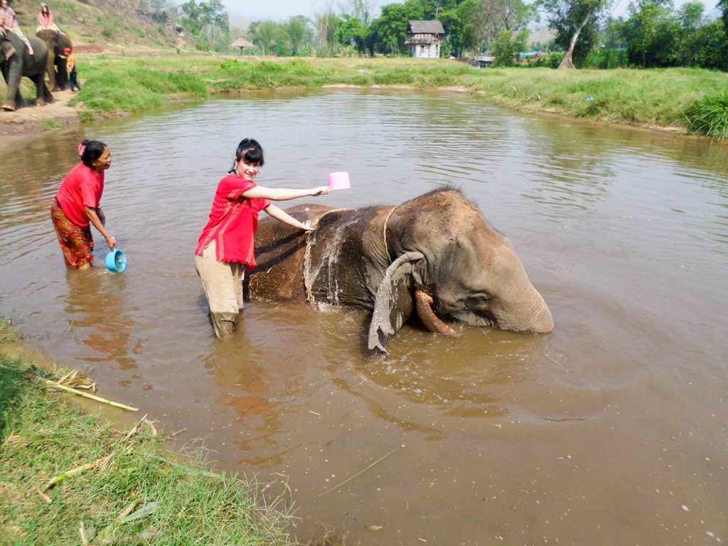 Elefanten baden in Chiang Mai