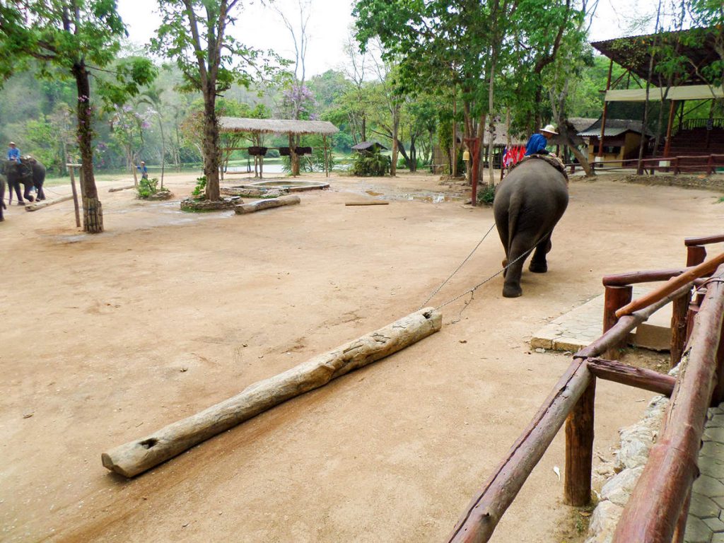Tiershow im Thai Elephant Conservation Center