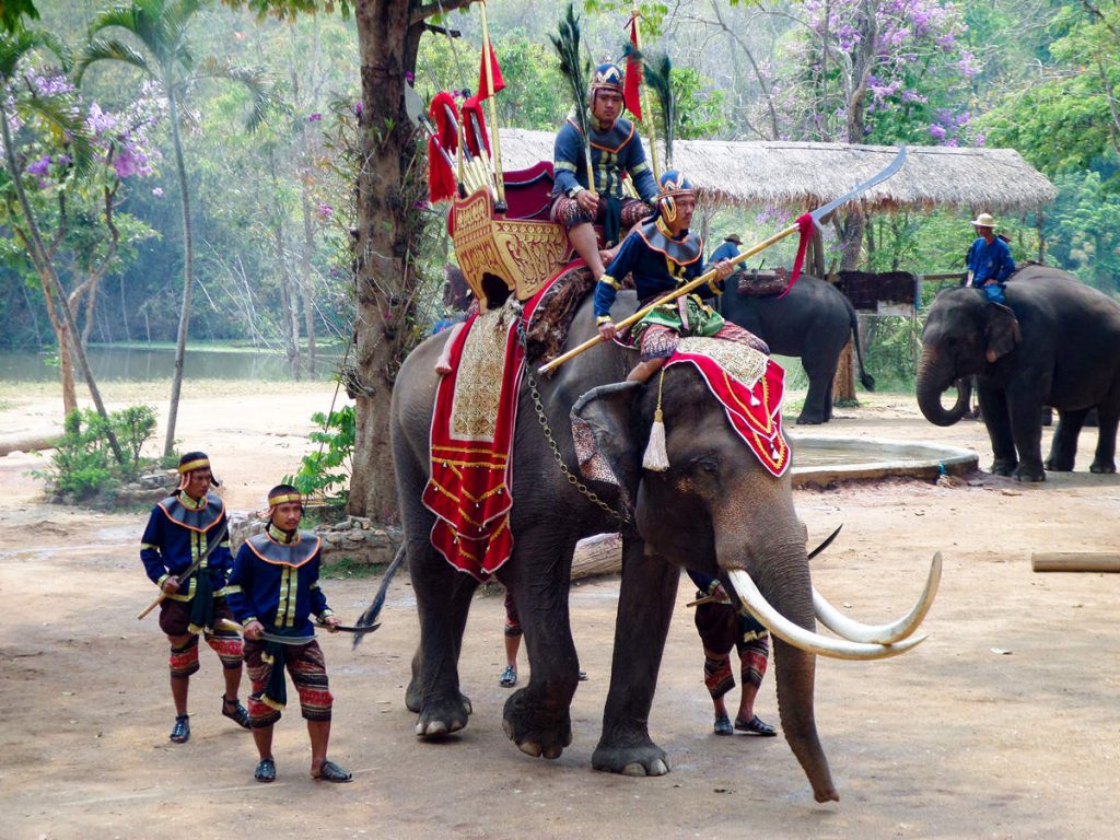 Kriegselefant im Thai Elephant Conservation Center