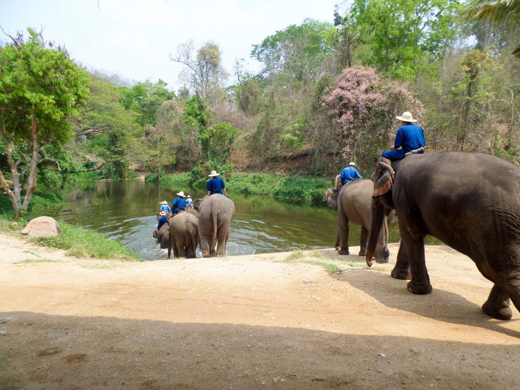 Thai Elephant Conservation Center Lampang