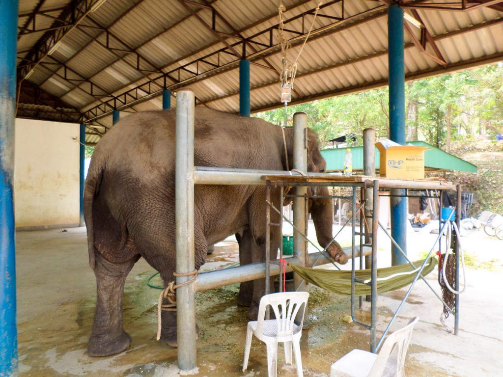 Tierklinik Thai Elephant Conservation Center