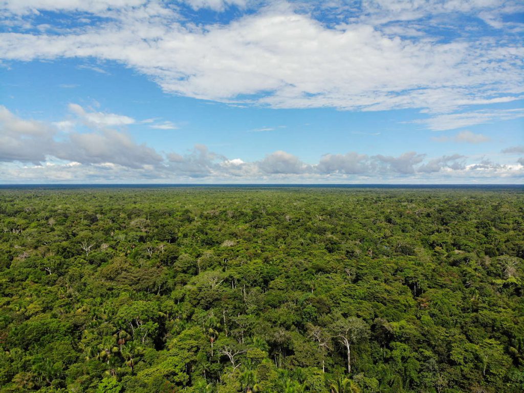 Amazonas Regenwald Drohnenaufnahme