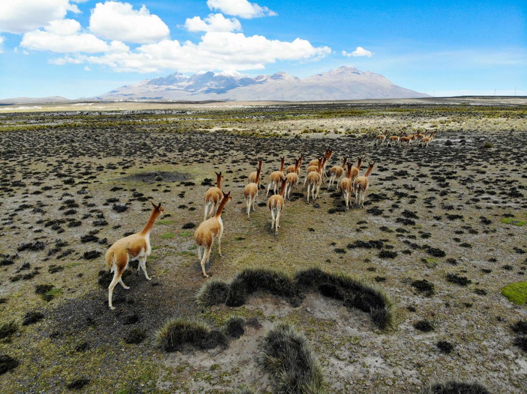Vicuñas laufen auf der Pampa von der Drohne weg