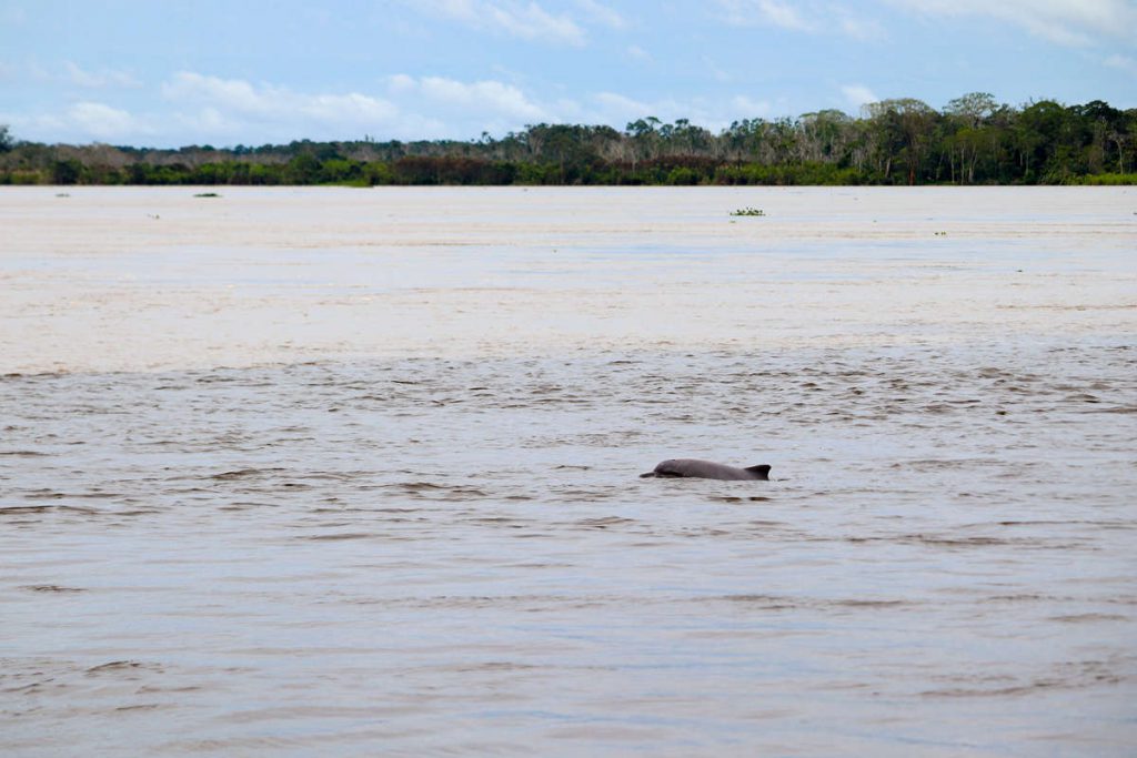 Amazonasdelfin in Peru