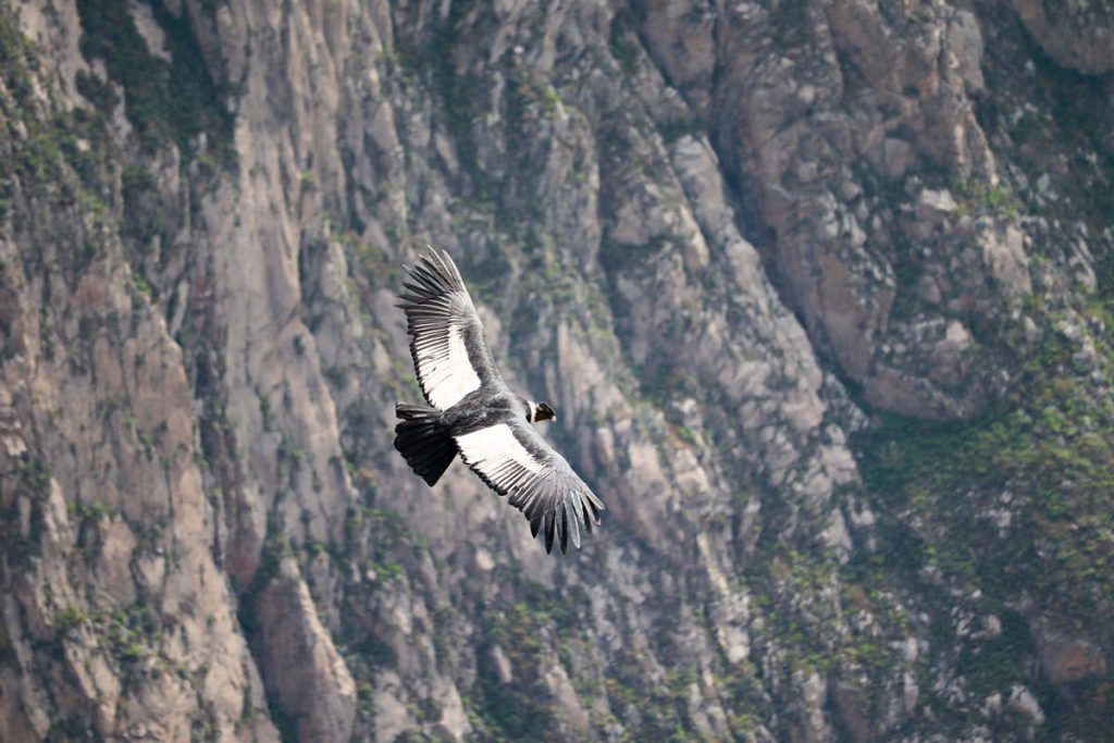 Andenkondor fliegt über Colca Canyon