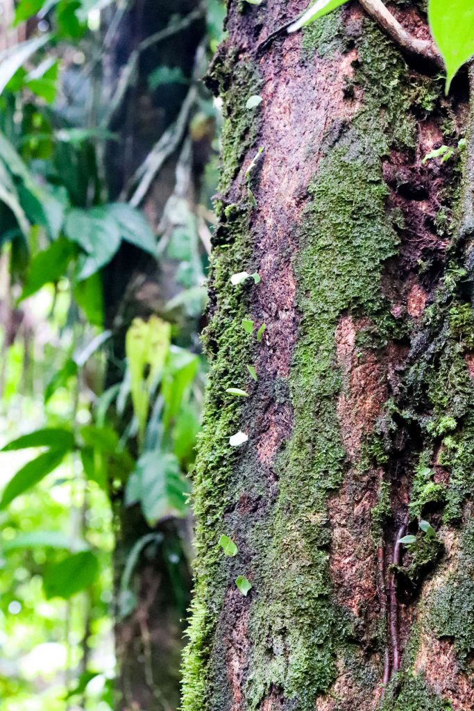 Blattschneiderameisen auf dem Baum