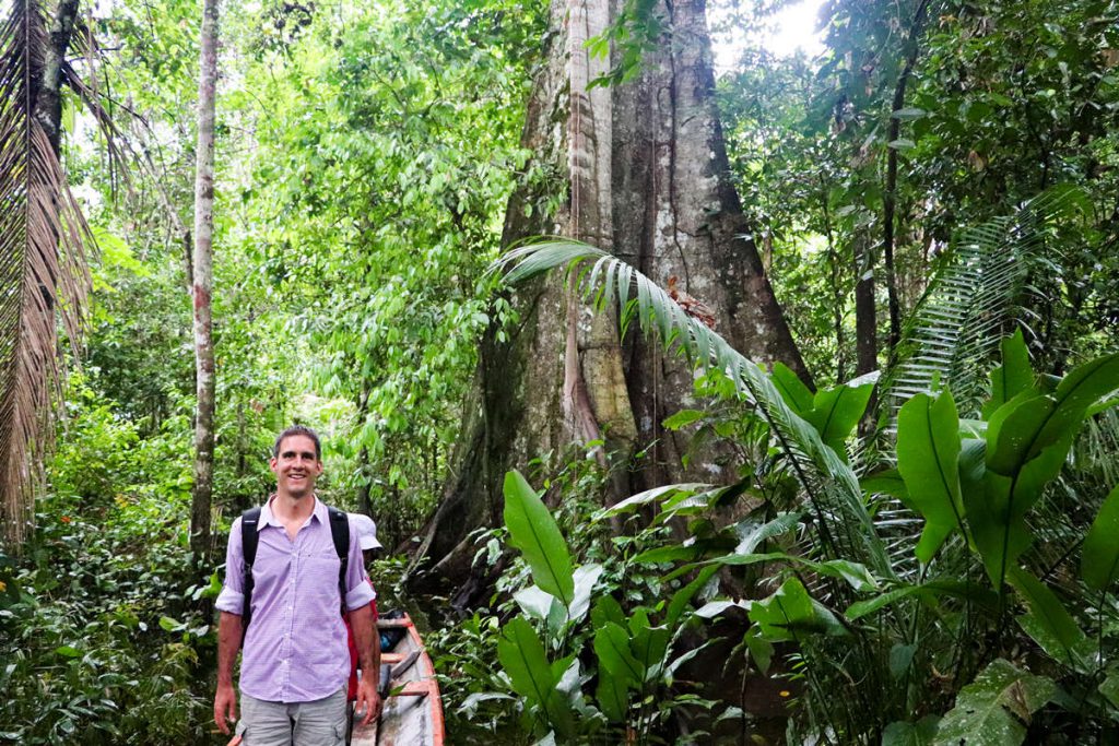 Großer Baum Amazonas Peru