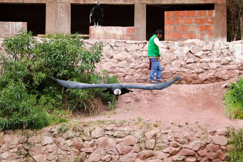Kondor fliegt im Ccochahuasi Animal Sanctuary