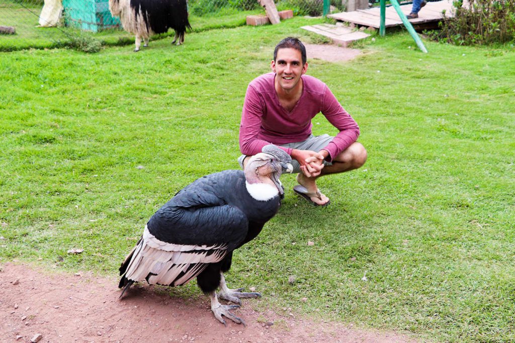 Großer Andenkondor im Ccochahuasi Animal Sanctuary