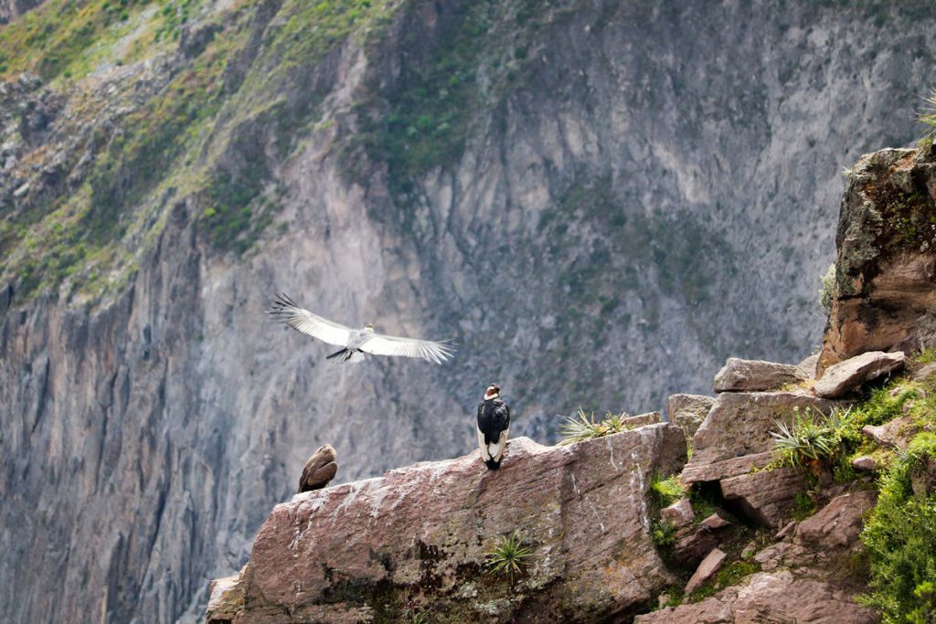 Kondore am Mirador Cruz del Condor