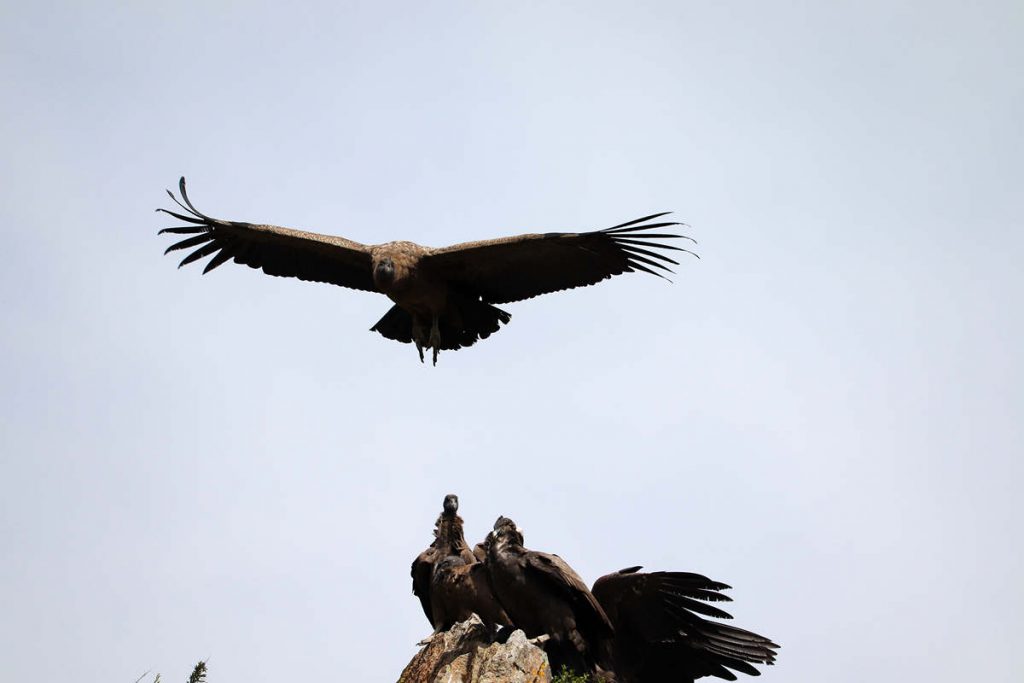 Kondore in Peru