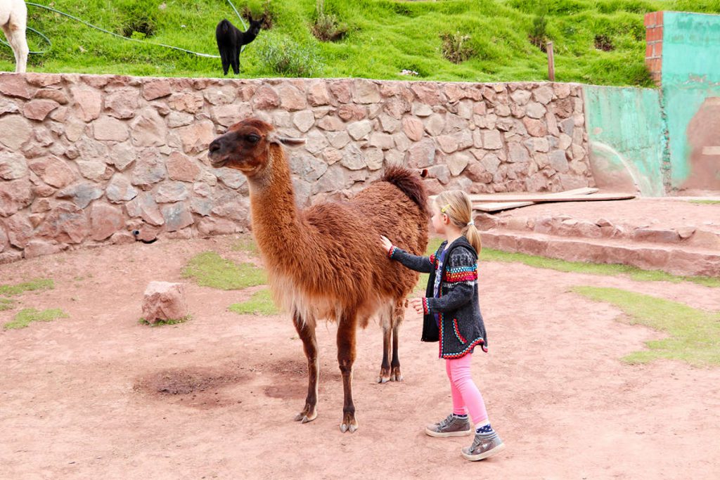 Lama streicheln im Ccochahuasi Sanctuary