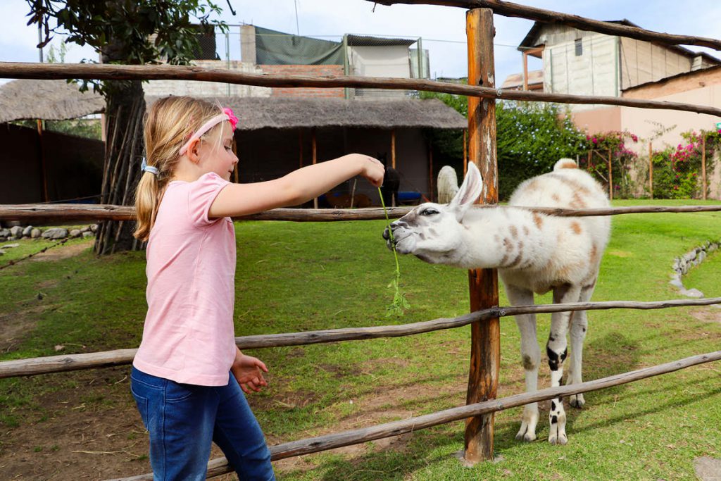 Mundo Alpaca in Arequipa