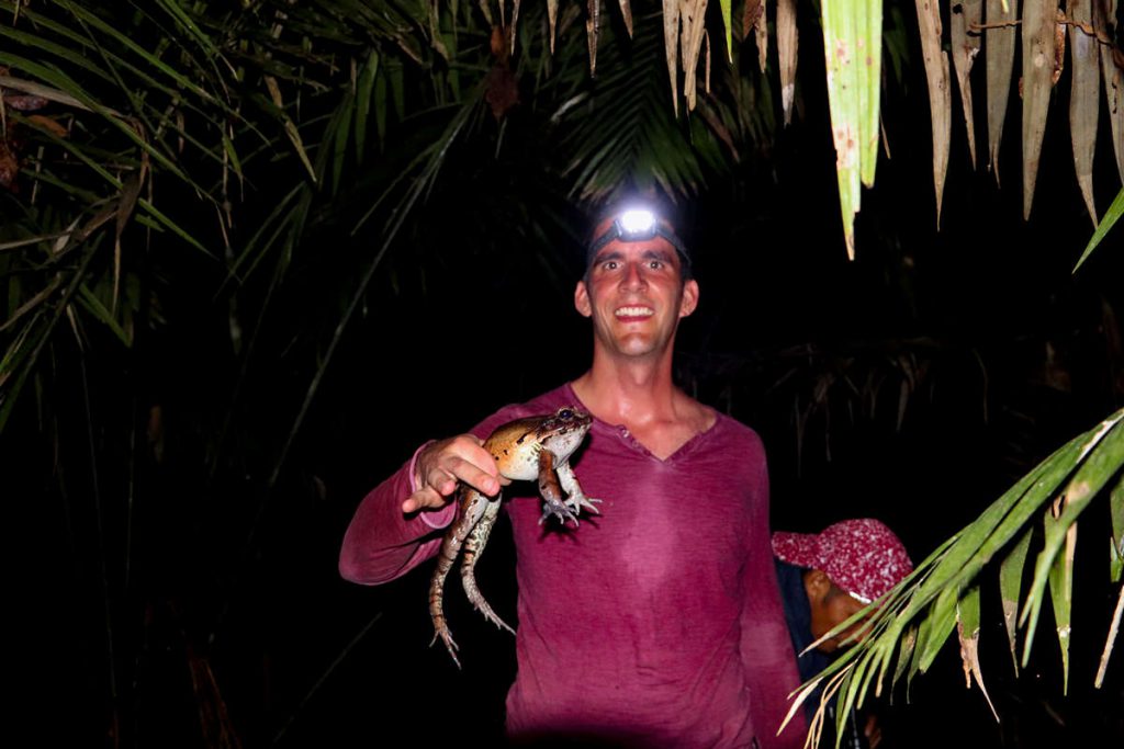 Ochsenfrosch Amazonas