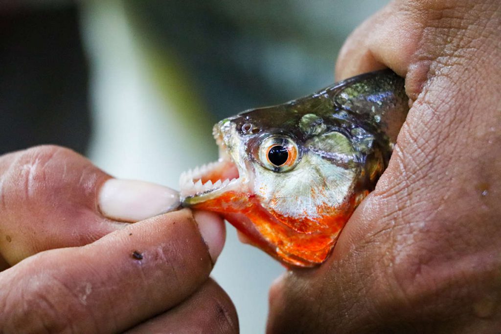 Piranha Peru