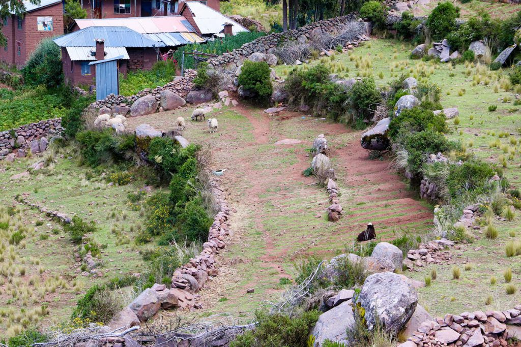 Schafe auf Taquile