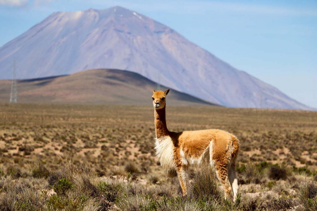 Vicuña im Salinas y Aguada Blanca National Reserve