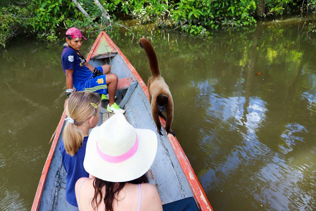 Wollaffe im Boot Peru