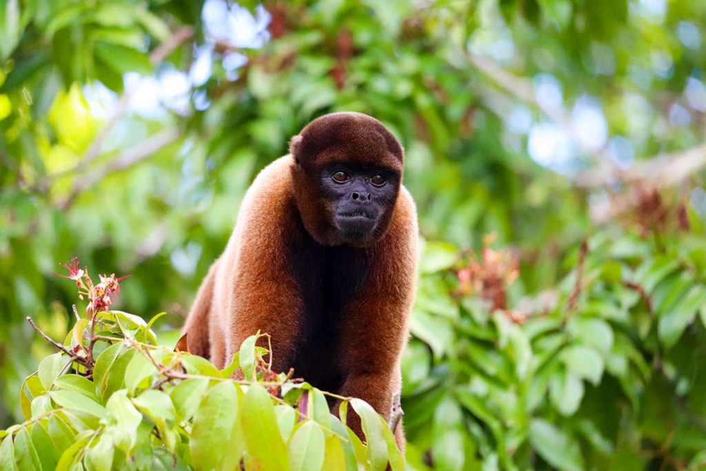 Wollaffe in Peru