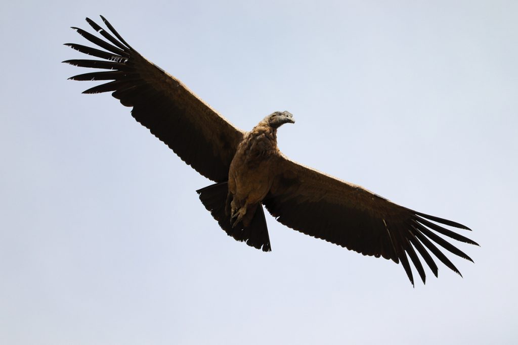 Andenkondor fliegt in dem Colca Canyon