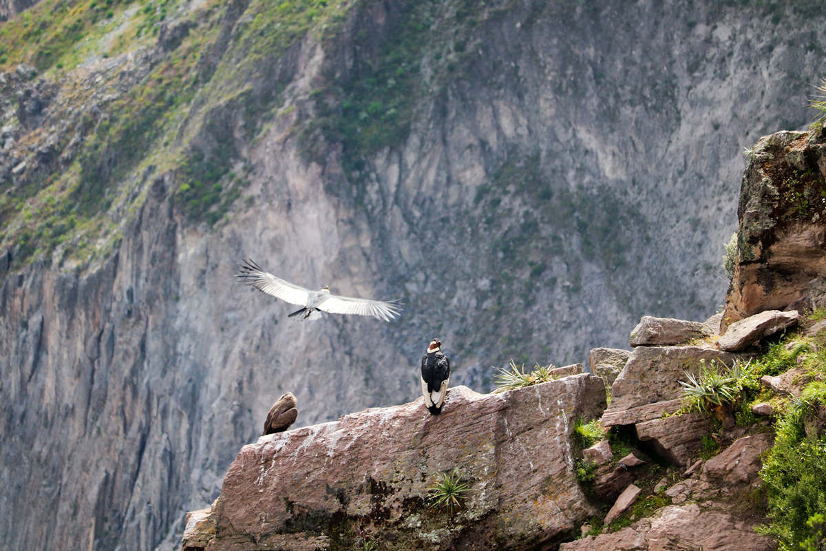 Colca Canyon Peru