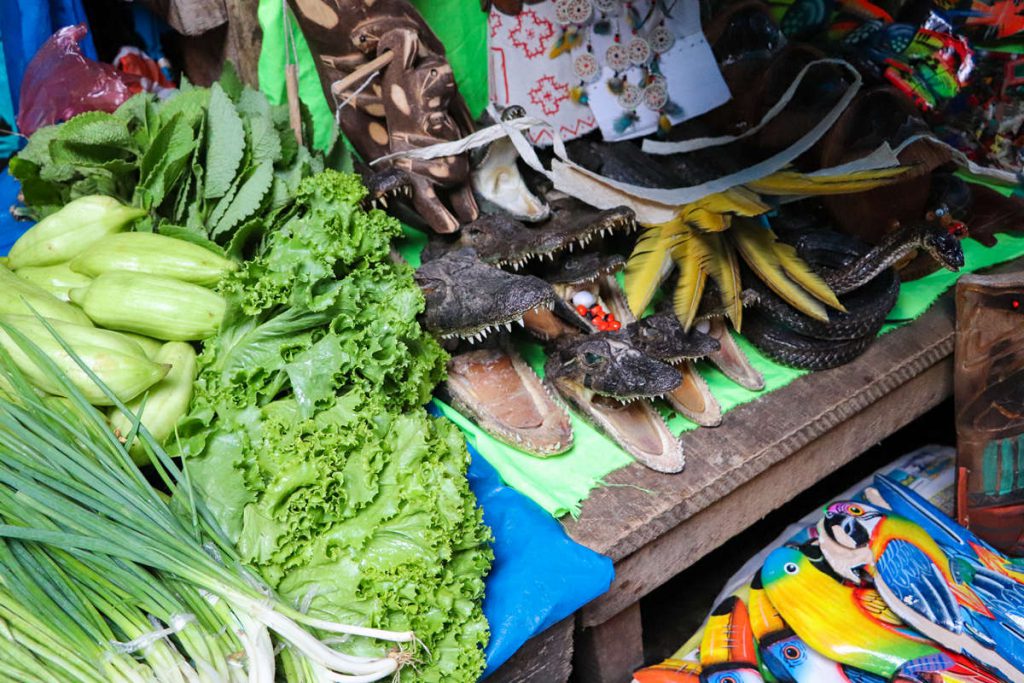 Kaiman Schädel Belén Market