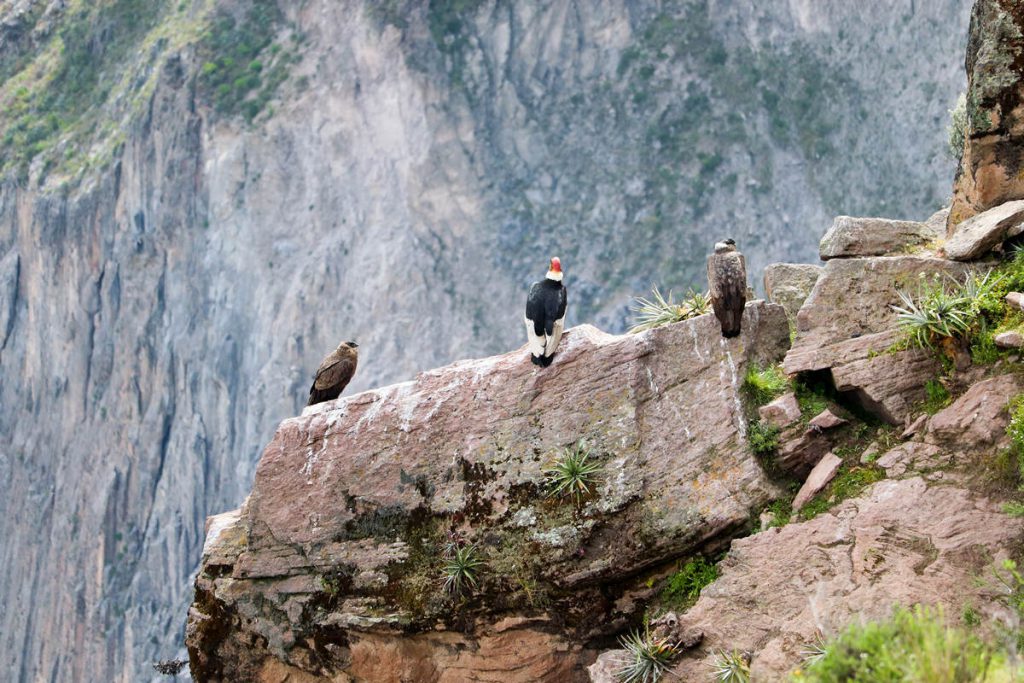 Kondore warten auf die warmen Strömungen in Colca-Canyon