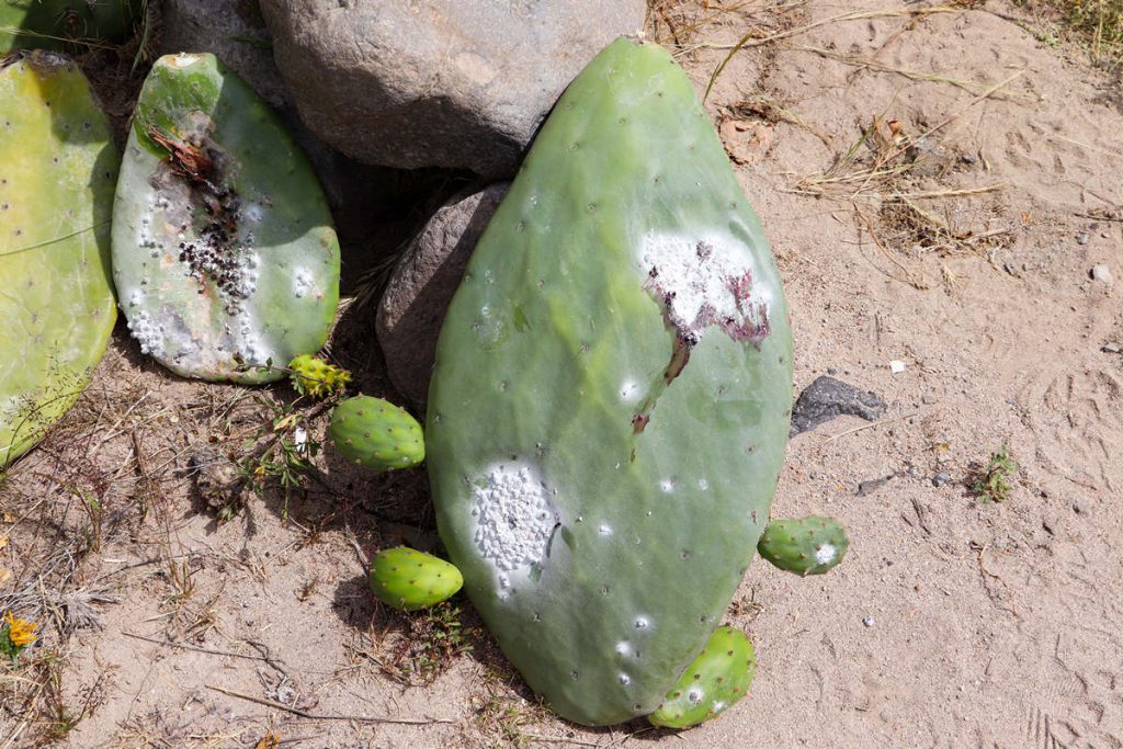 Opuntia Kaktus