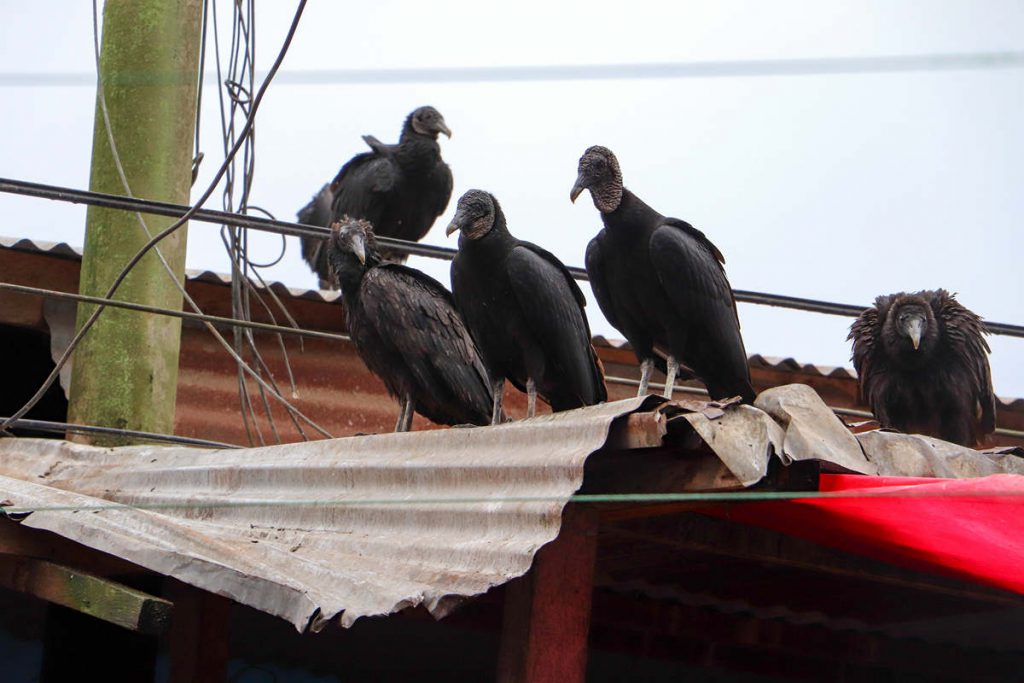 Schwarze Geier