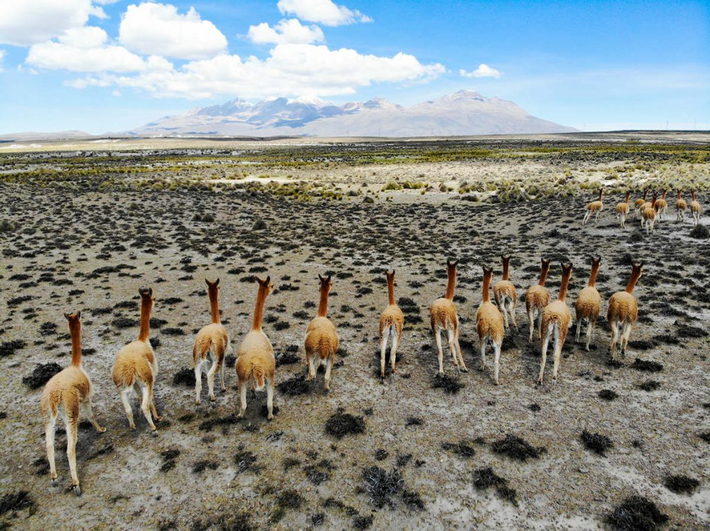 Vicunas auf Patapampa in Peru