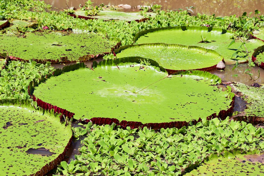 Amazonas Riesenseerose