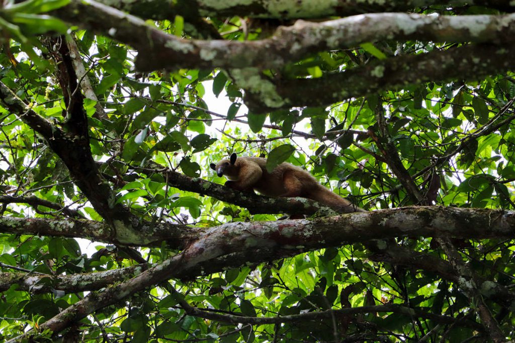 Ameisenbär Amazonas