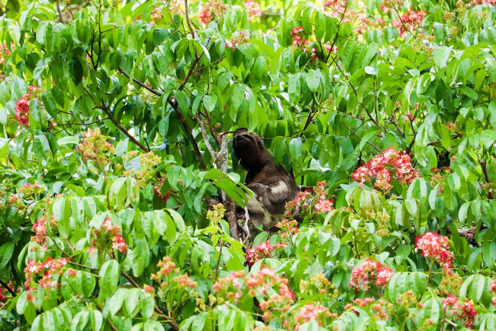 Faultier auf dem Baum