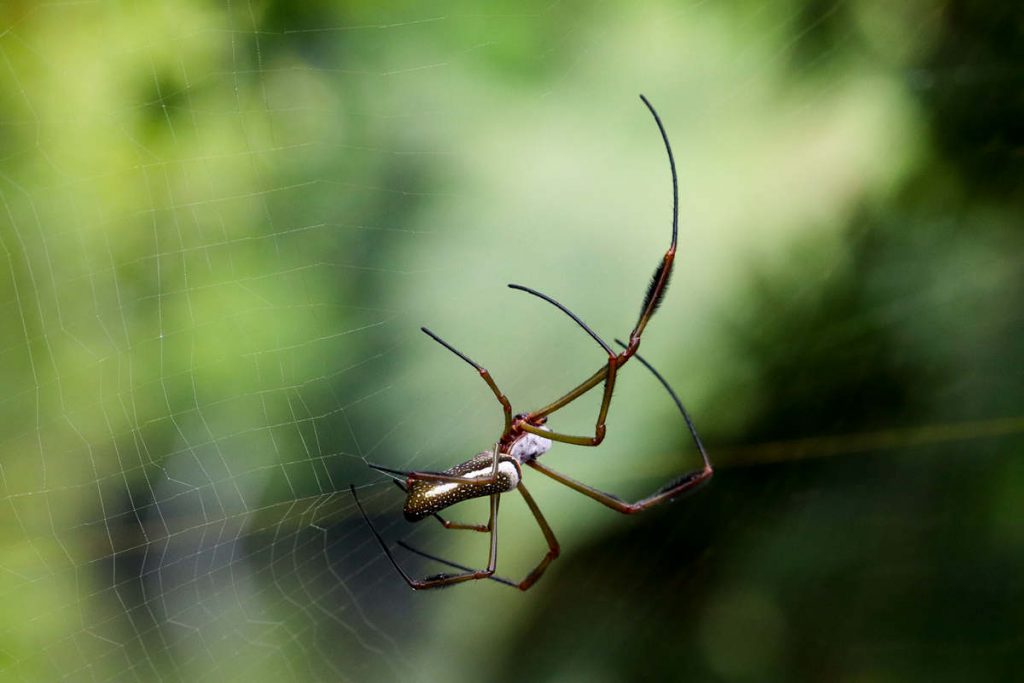 Kleine Giftspinne