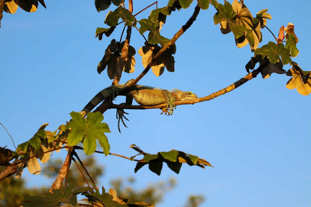 Leguan