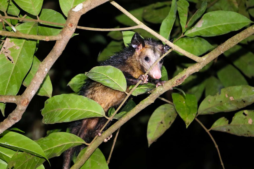 Opossum Amazonas