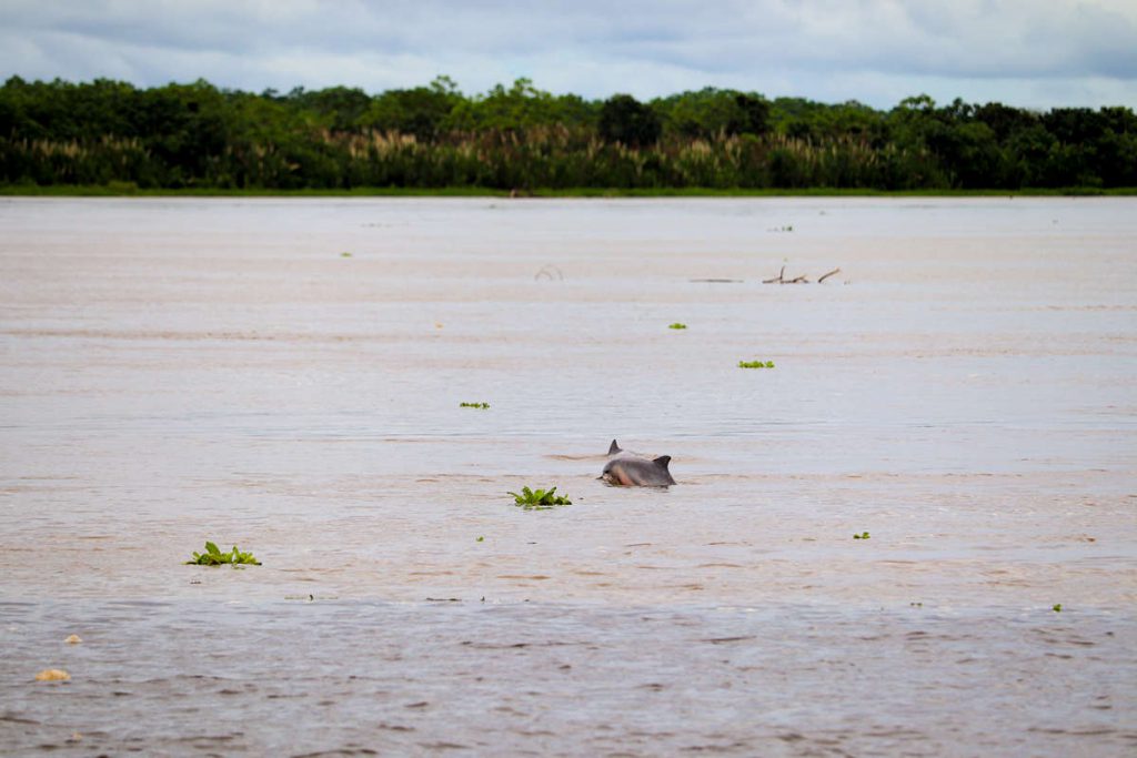 Pinke Delfine in Peru