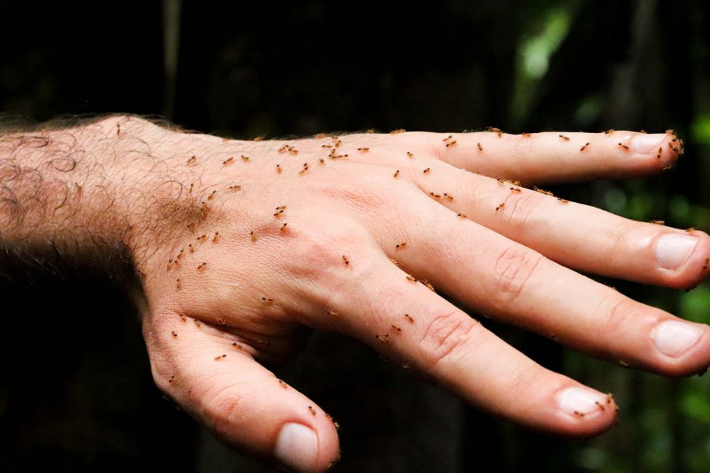 Termiten auf der Hand