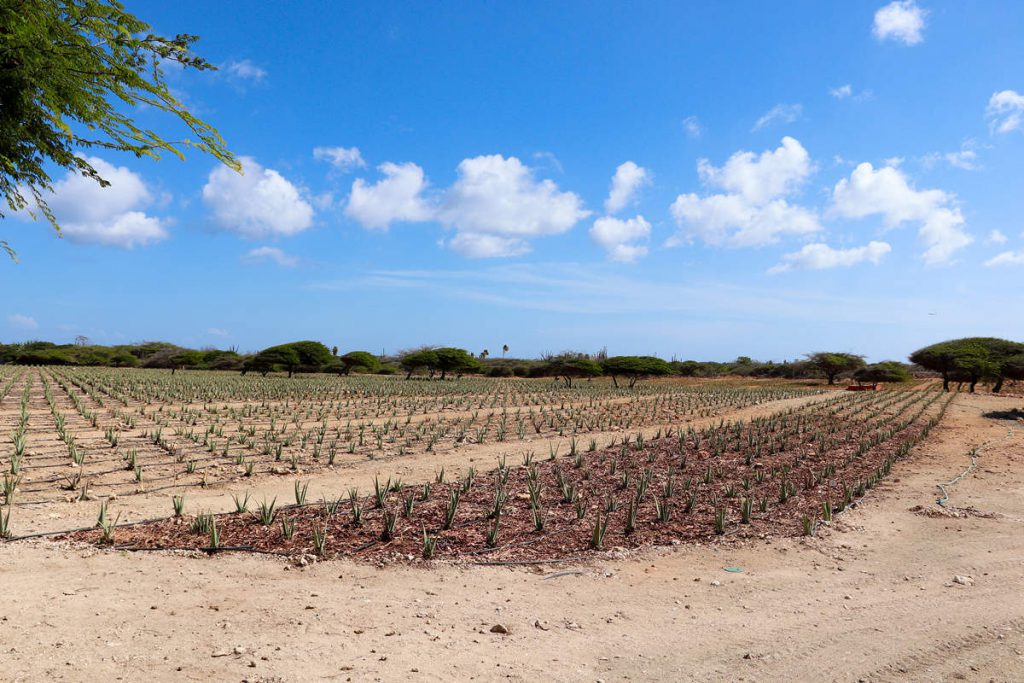 Aloe Vera Plantage Aruba