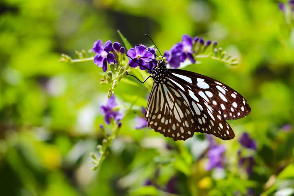 Schmetterling auf der Butterfly Farm