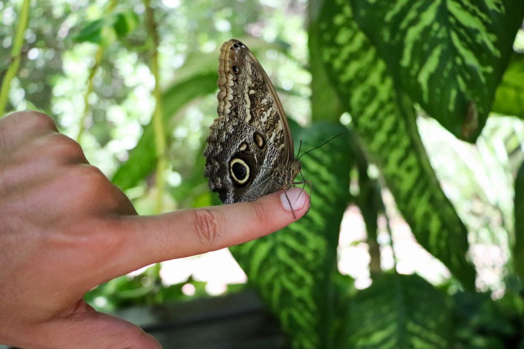 Aruba Schmetterlingsfarm