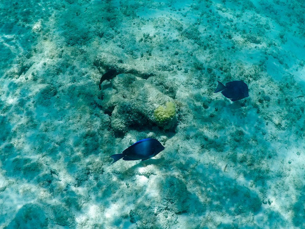 Fische Aruba