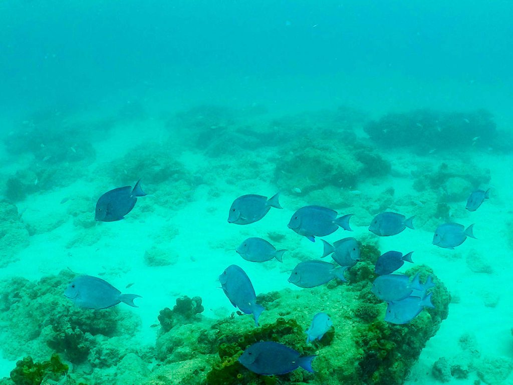 Blaue Fische Boca Catalina