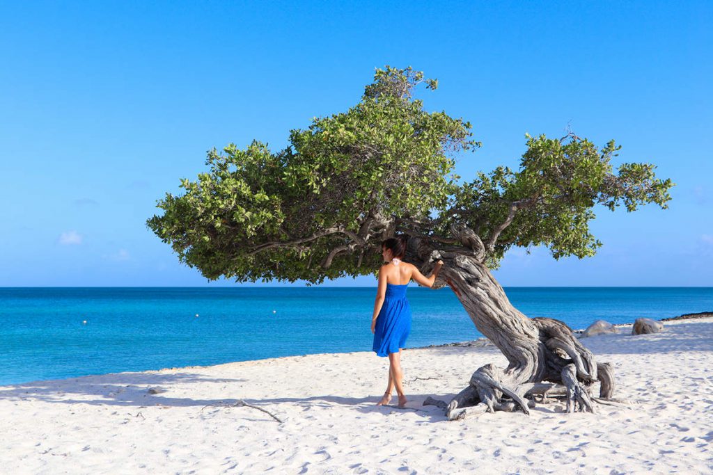 Divi-Divi Baum auf dem Eagle Beach