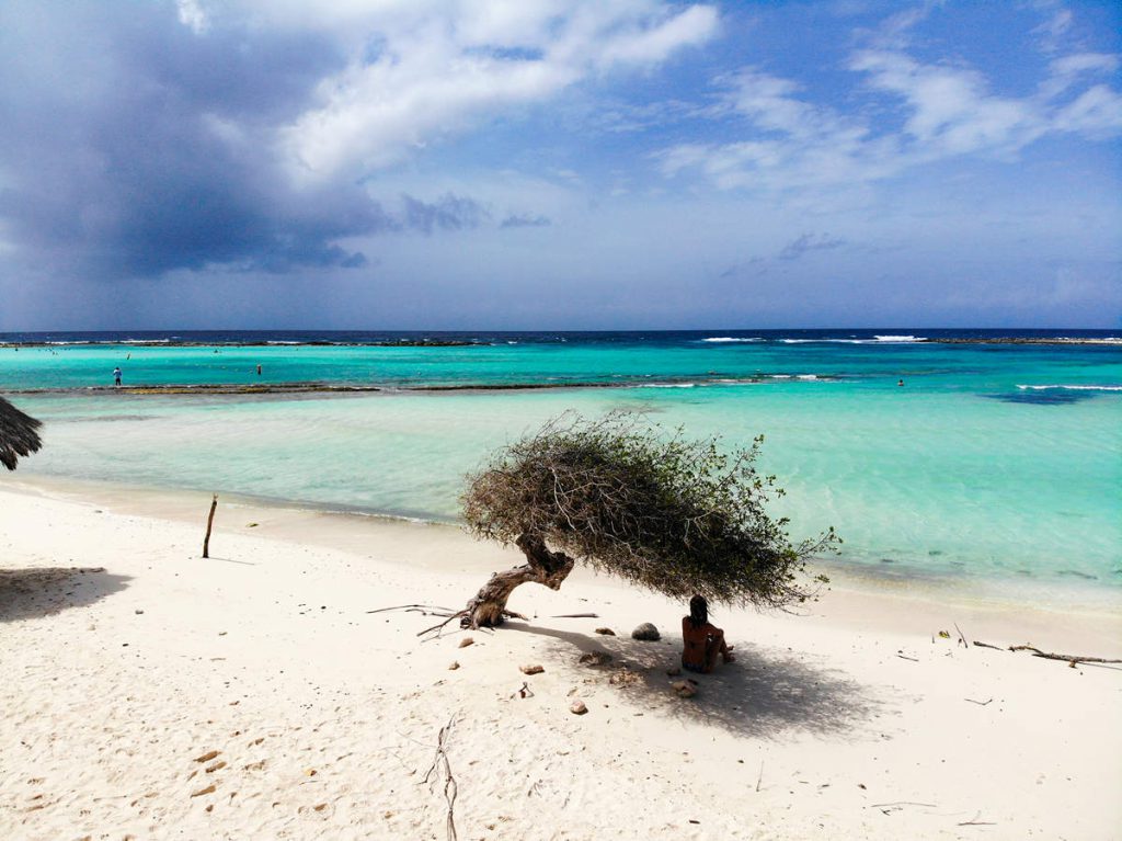 Divi-Divi Baum auf Baby Beach Aruba