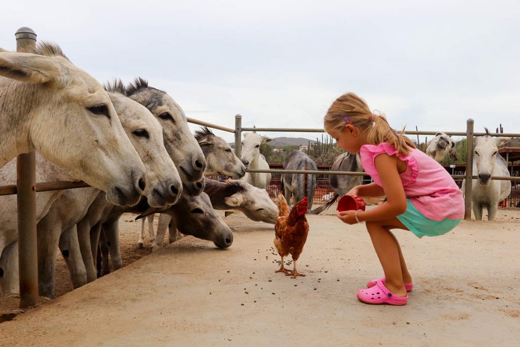 Donkey Sanctuary Aruba