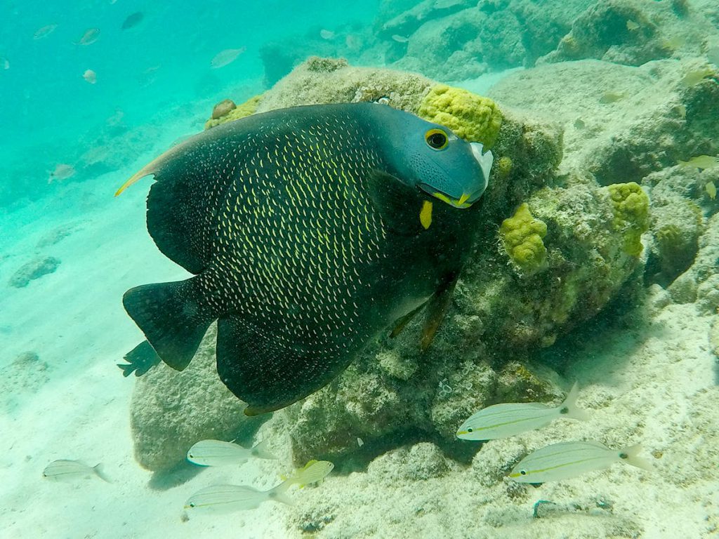 Fisch Boca Catalina