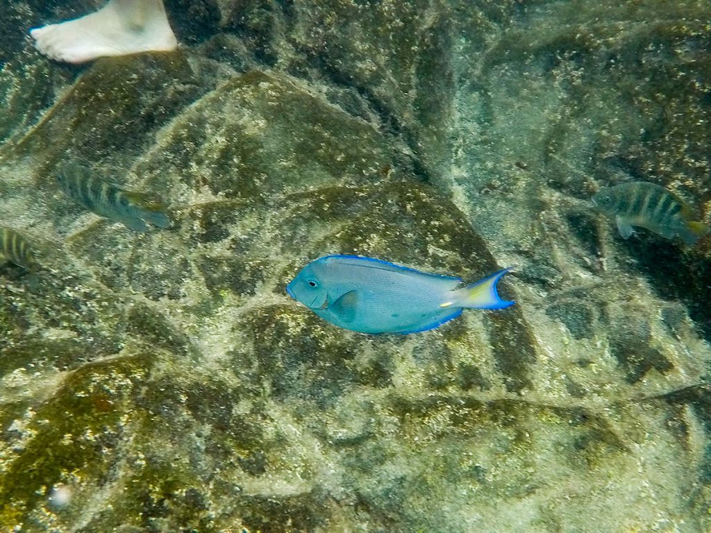 Fisch Natural Pool Aruba