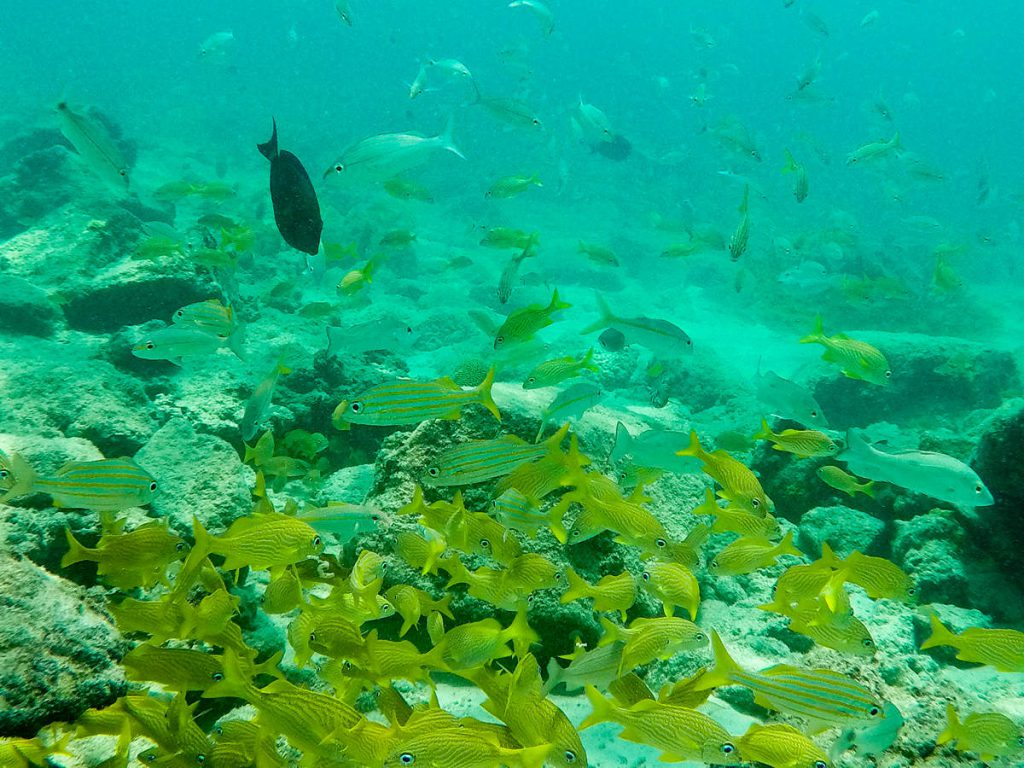Unterwasserwelt am Boca Catalina