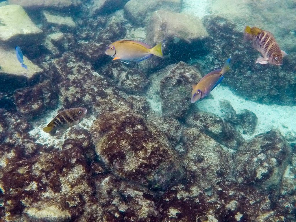 Unterwasserwelt Natural Pool Aruba